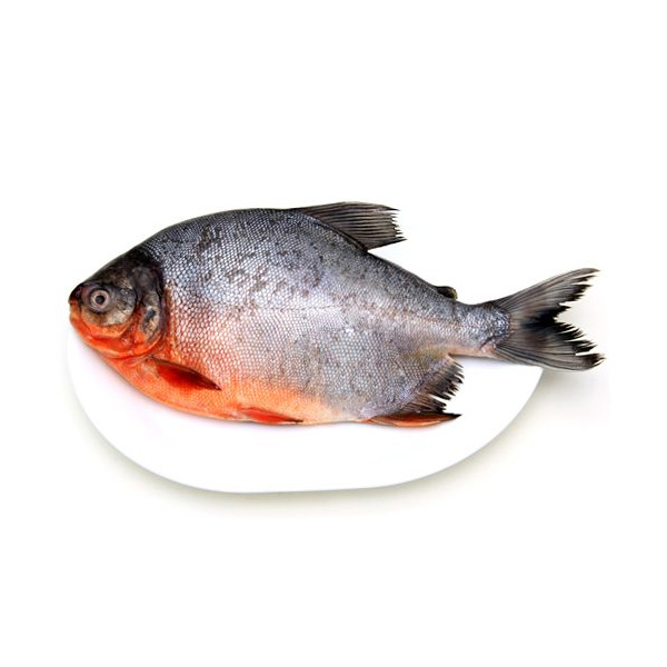 chinese pomfret fish